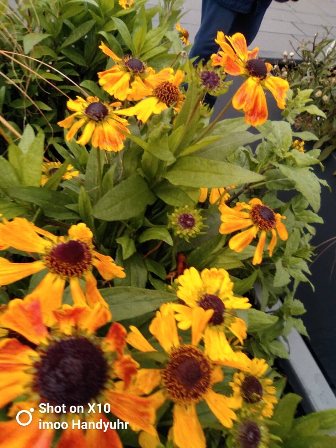 imoo Watch X10 Kamera