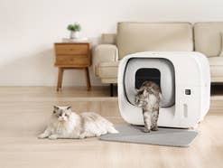 Jetzt viel günstiger bei Amazon - Dieses Katzenklo spart Katzenbesitzern viel Zeit
