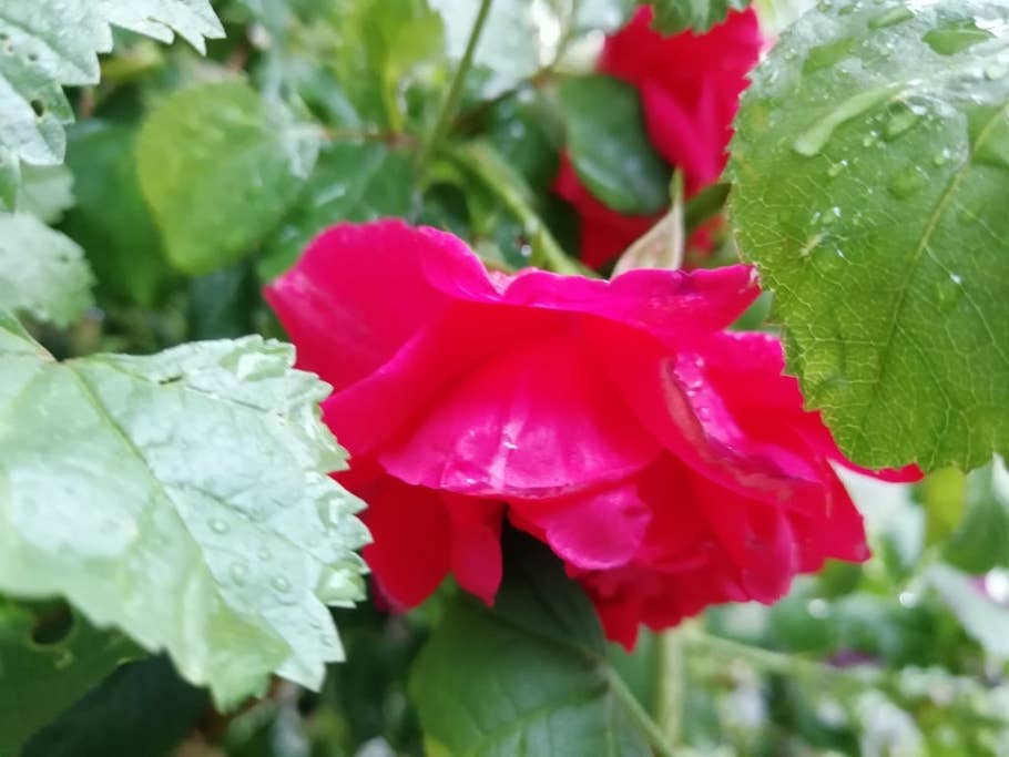 Kamerabilder des Huawei Nova 2