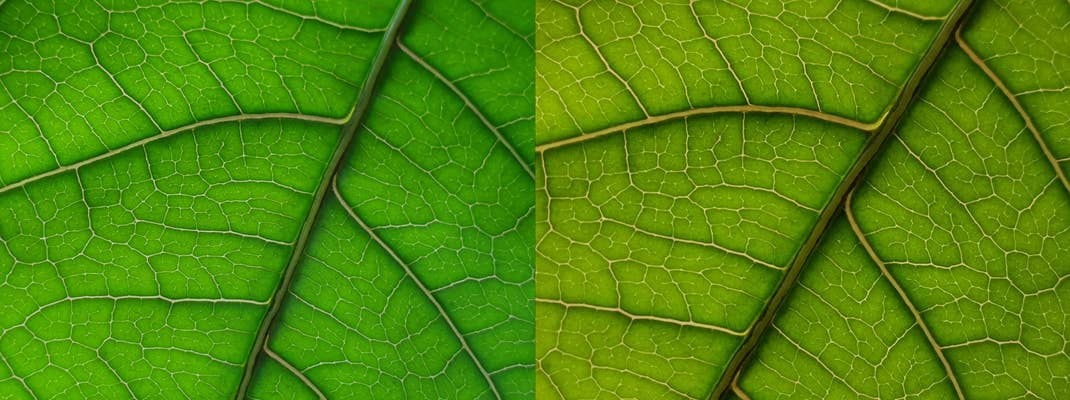 Blatt einer Pflanze im Gegenlicht: Links Makro Samsung Galaxy S10+, rechts Huawei Mate 20 Pro