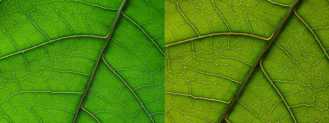 Das Blatt einer Pflanze im Gegenlicht fotografiert: Links Makro Samsung Galaxy S10+, rechts Huawei Mate 20 Pro Blatt einer Pflanze im Gegenlicht: Links Makro Samsung Galaxy S10+, rechts Huawei Mate 20 Pro