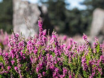 Ein Blick in die Lüneburger Heide