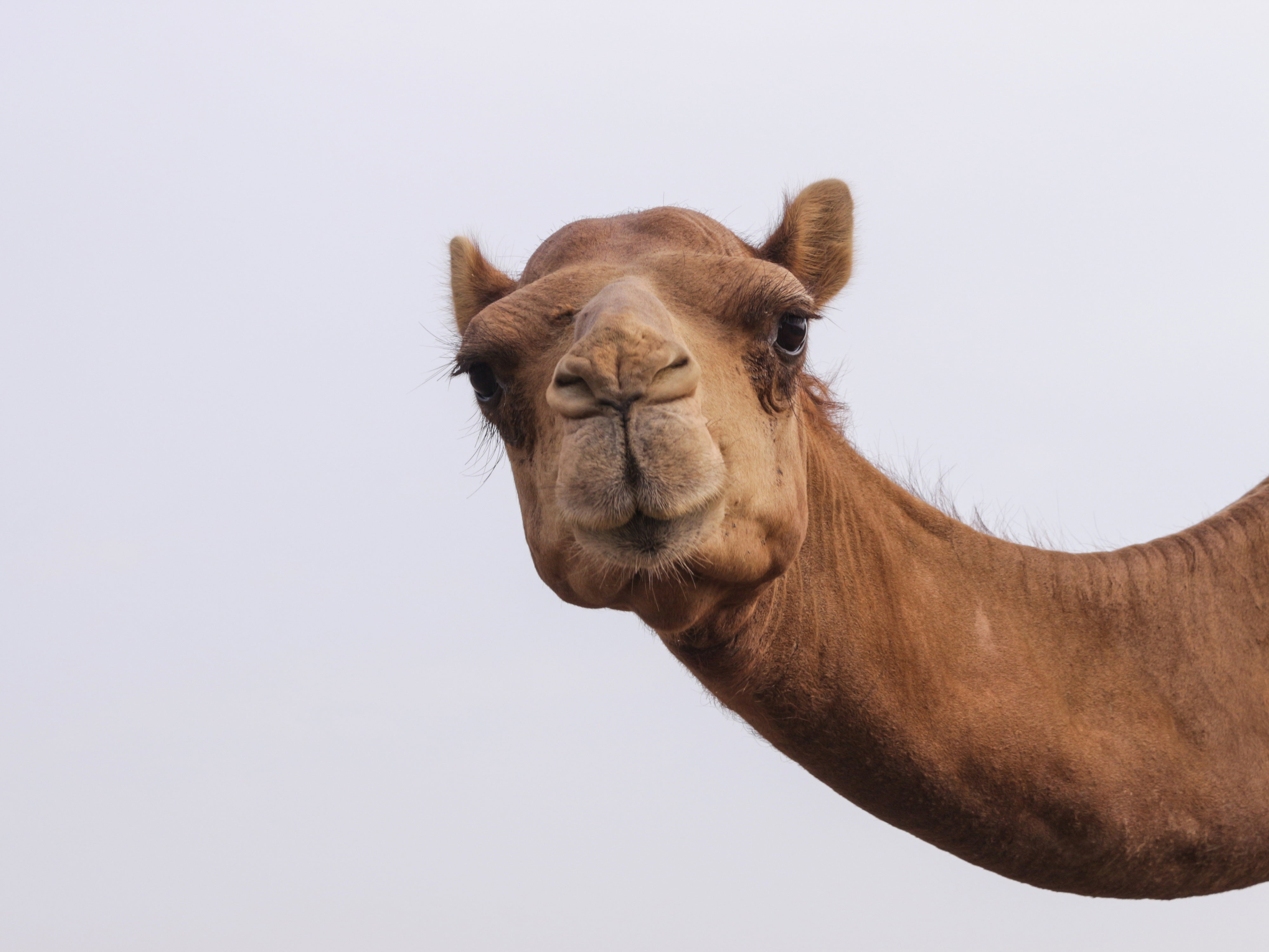 #„Wie viele Kamele bin ich wert?“ – Die lustigsten Google-Suchen 2022