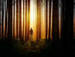 Ein Mann steht im Wald zwischen Baumstämmen, Sonnenlicht fällt auf ihn.