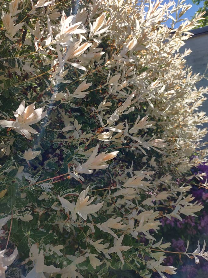 Kleine, weiße Blätter eines Baumes im Detail
