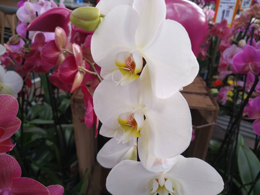 Makro-Aufnahme Blume