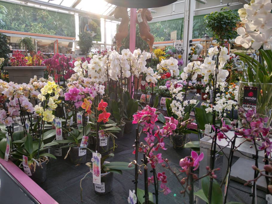 Blumen mit Sonneneinfall