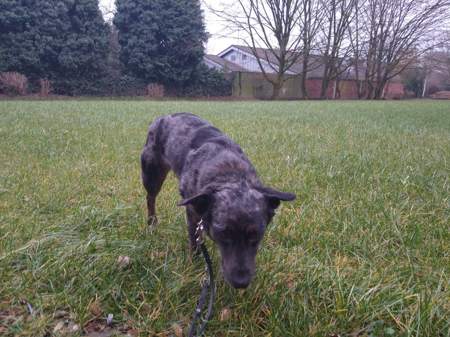 Hund auf Rasen bei grauem Himmel