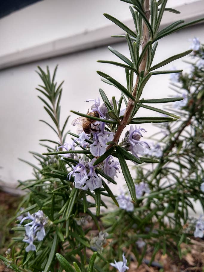 Motorola Moto G7 Testfotos