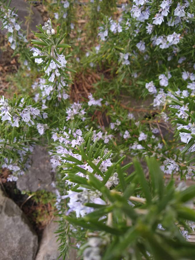 Motorola Moto G7 Testfotos