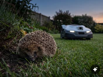 Jeder Mähroboter-Nutzer sollte jetzt dringend handeln Ein Igel im Vordergrund und ein Mähroboter im Hintergrund