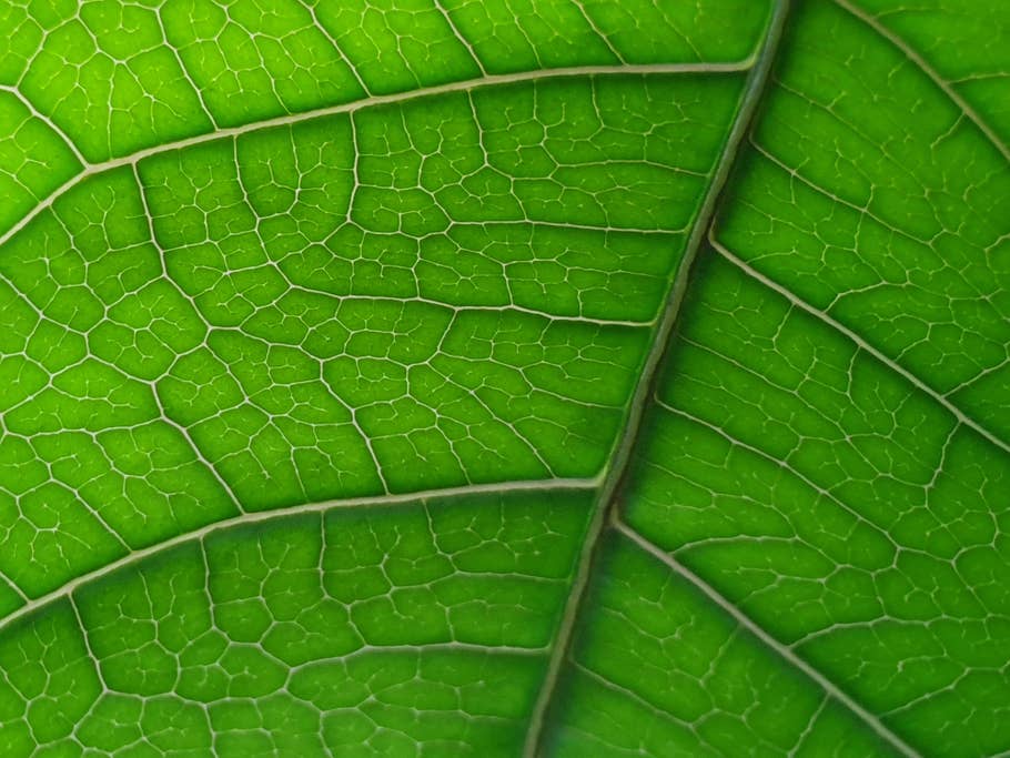 Pflanzenblatt: Nahaufnahme mit dem Samsung Galaxy S10+