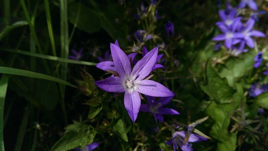 Nahaufnahme Blume