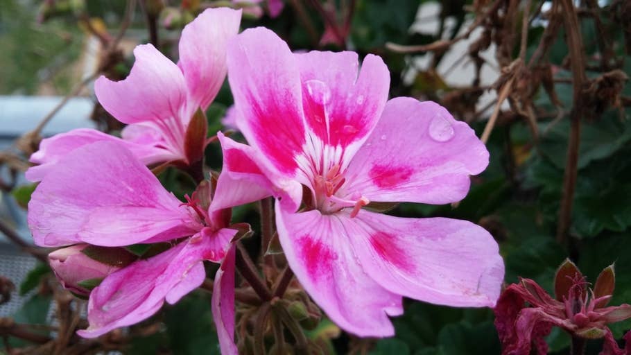 Nahaufnahme: Blume
