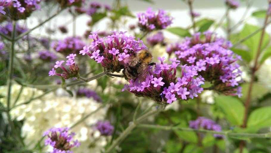 Nahaufnahme Hummel