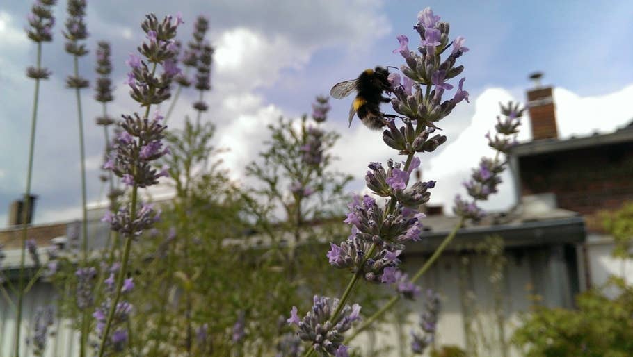 Nahaufnahme Hummel