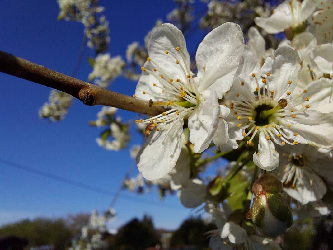 Nahaufnahme mit dem Galaxy A72