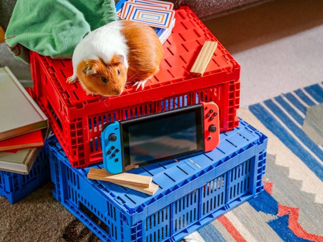 Nintendo Switch und ein Meerschweinchen