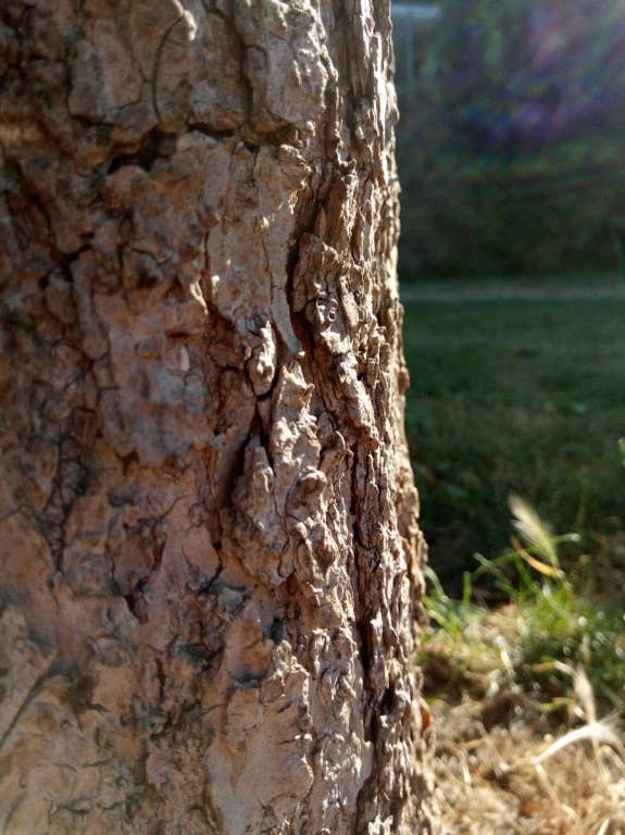 Nokia 3.1 im Test: Testfotos