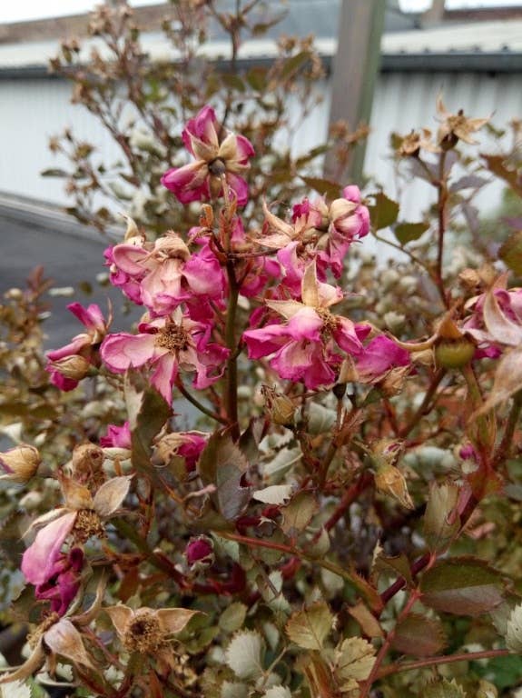 Nokia 3.1 im Test: Testfotos