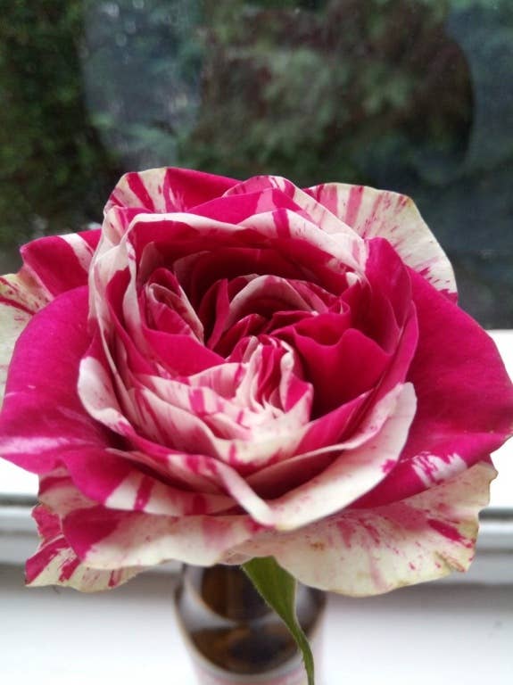 Nokia 3.1 im Test: Testfotos