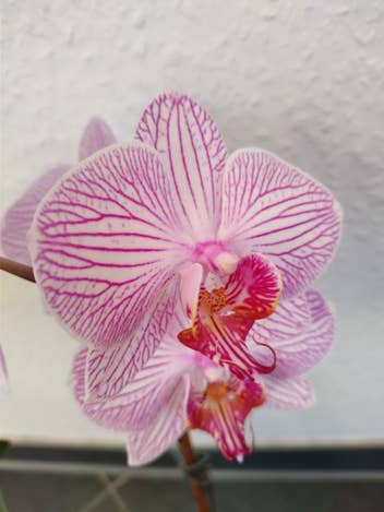 Orchidee im einer makro Aufnahme 