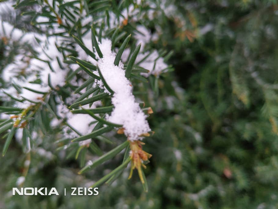 Nadeln eines Baumes mit Schnee