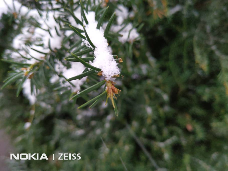 Nadeln eines Baumes mit Schnee