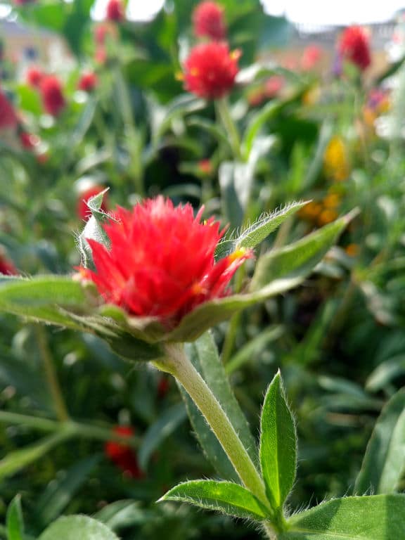 Nubia Z11: Kamerabilder