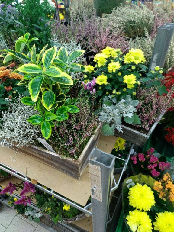 Nubia Z11: Kamerabilder