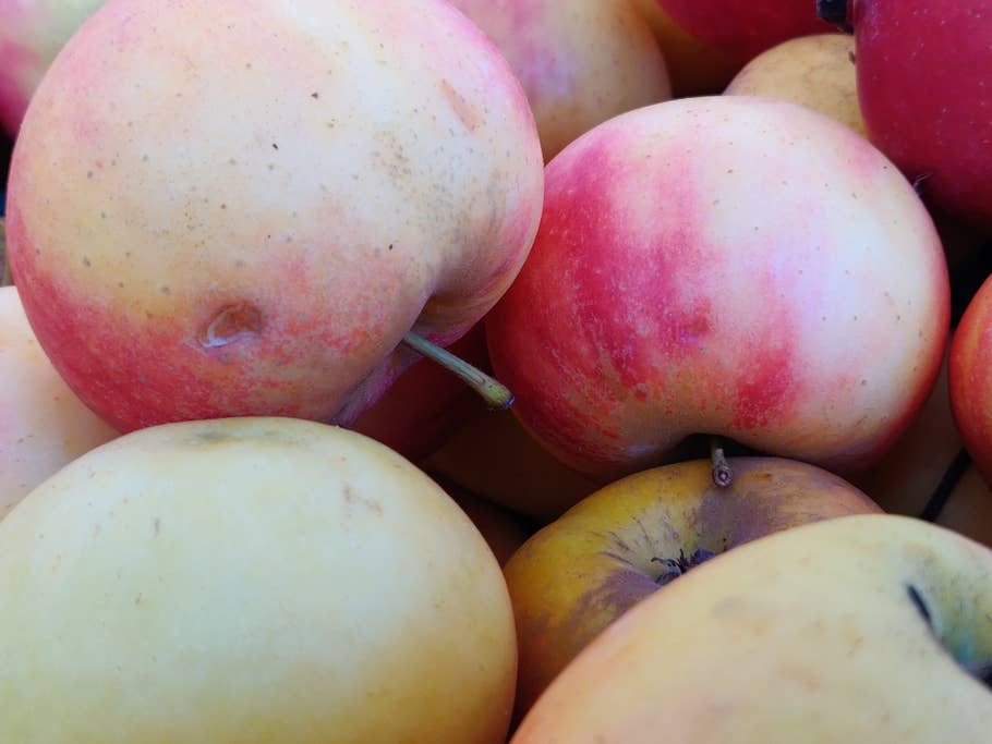 Äpfel in der Nahaufnahmen - Gelb und Rot