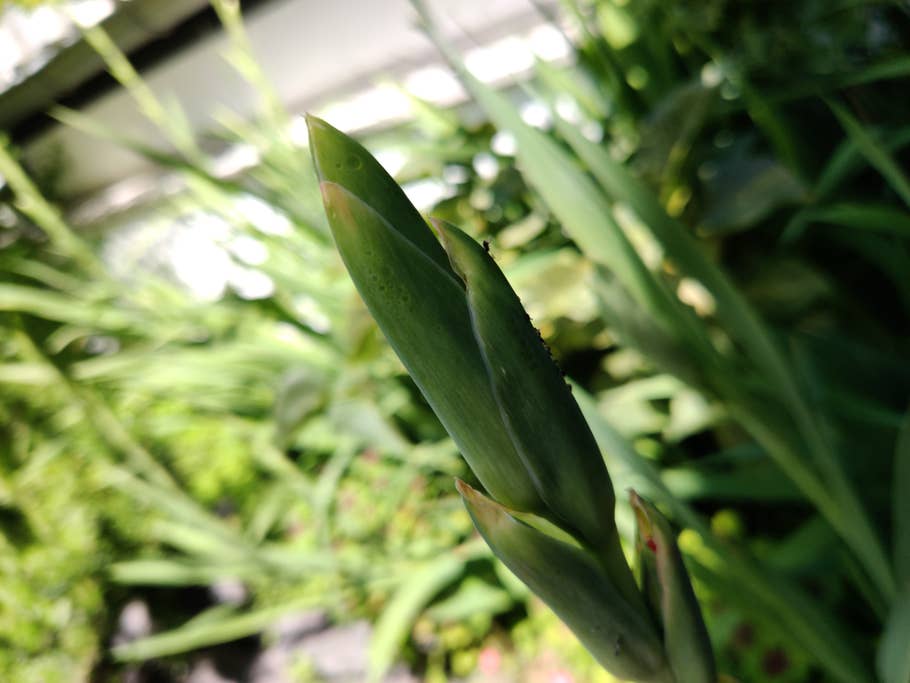 Blütenknospe im Schatten vor hellem Hintergrund