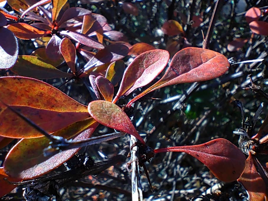 Die Makro-Kamera hat mit ihren 2 Megapixeln eine zu geringe Auflösung OnePlus Nord N10 5G Testfoto Makro