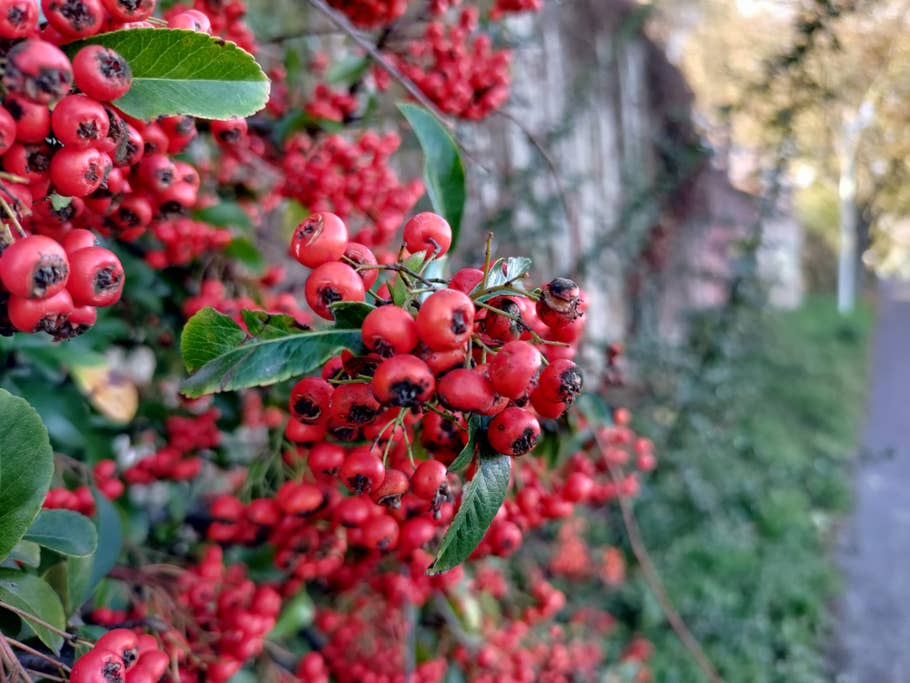 Eine Nah-Aufnahme mit der Hauptkamera sieht hier besser aus OnePlus Nord N10 5G Testfoto Nahaufnahme