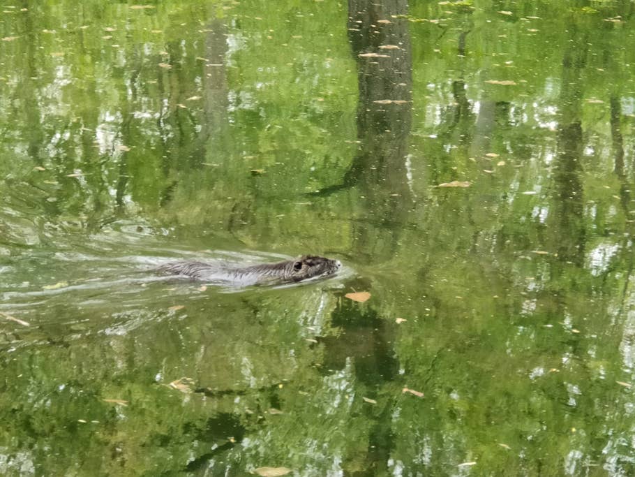 Die Tele-Kamera mit optischem Zoom kann uns hingegen nicht überzeugen. Sehen die Fotos auf dem kleinen Smartphone-Display noch gut aus, enttäuschen sie später am Rechner mit einer zu groben Auflösung.