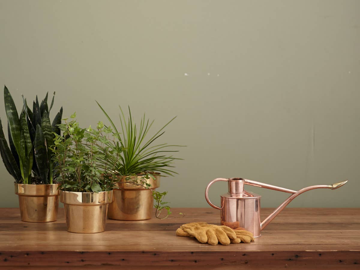 Drei Zimmerpflanzen stehen neben einer Gießkanne auf einem Holztisch