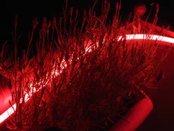 Der Philips Hue Lightstrip Outdoor