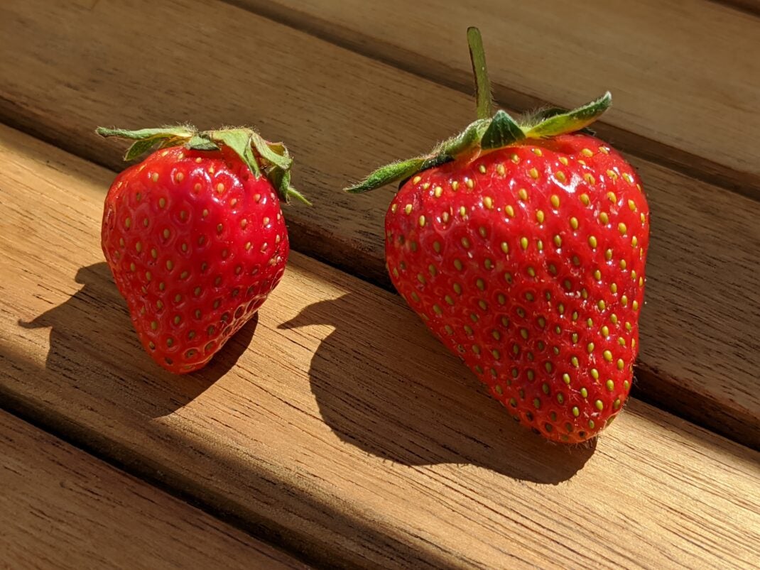 Erdbeeren - fotografiert mit dem Google Pixel 4.