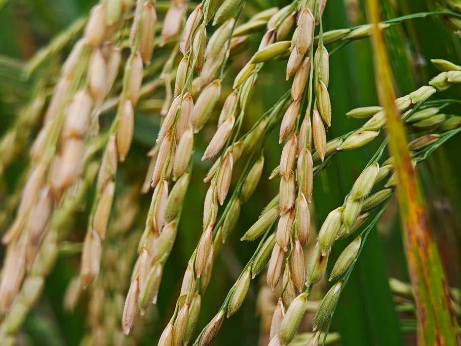 Poco F8 Ultra Testfoto (Makro)