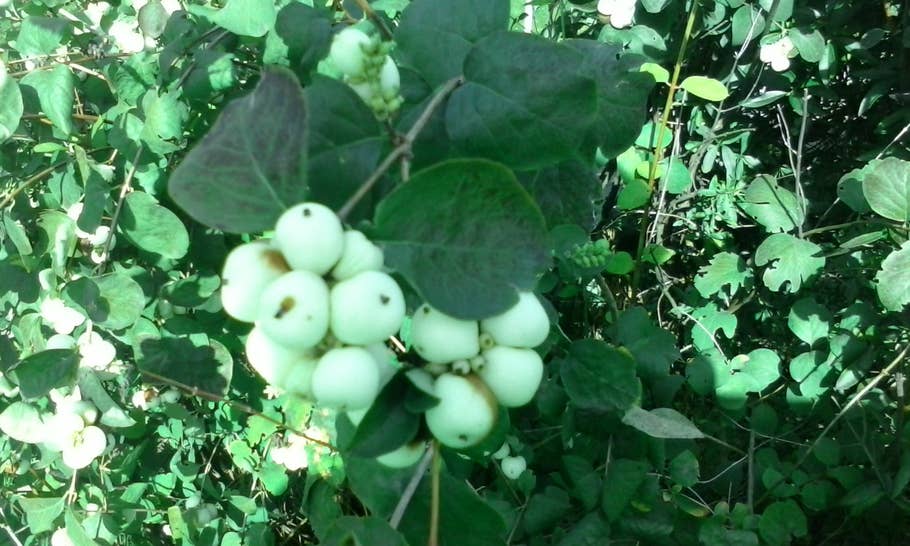 pop c3 5