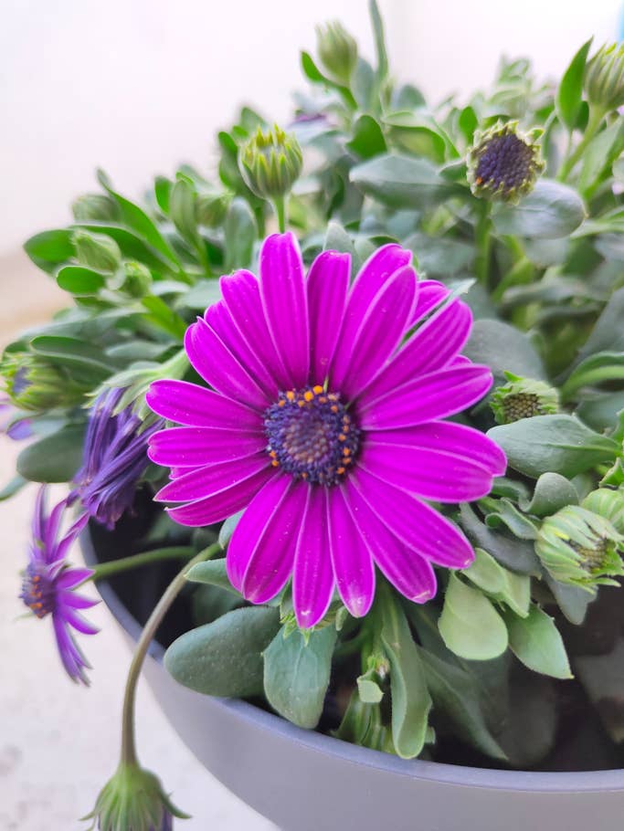 Eine lilafarbene Blume im Fokus der Kamera, im Hintergrund Grün.