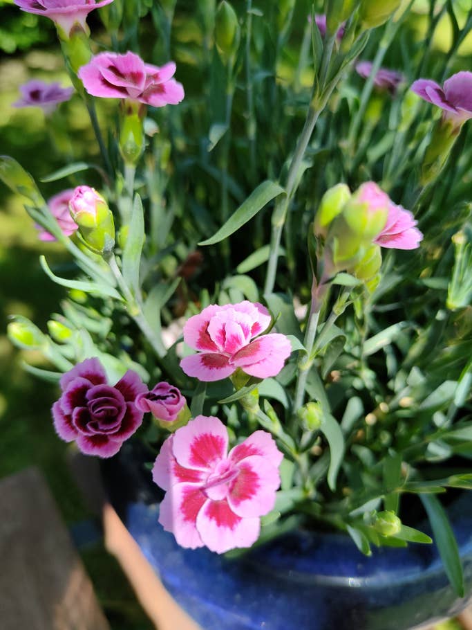 Rosafarbene Blüten im grünen Gras in einem blauen Kübel.