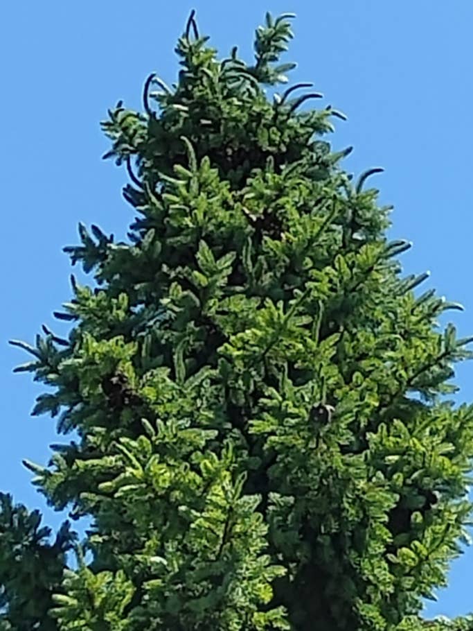 Eine grüne Tannenspitze vor blauem Himmel, sehr verpixelt.