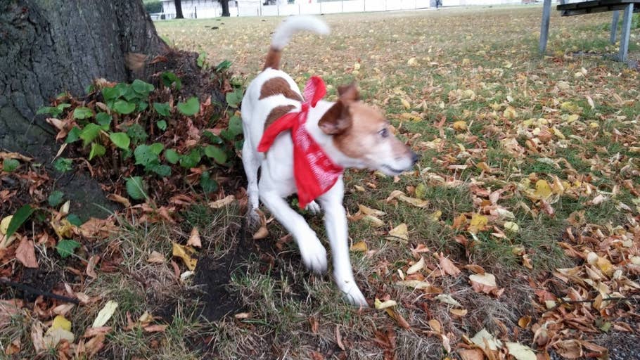 Redaktionshund Spikey