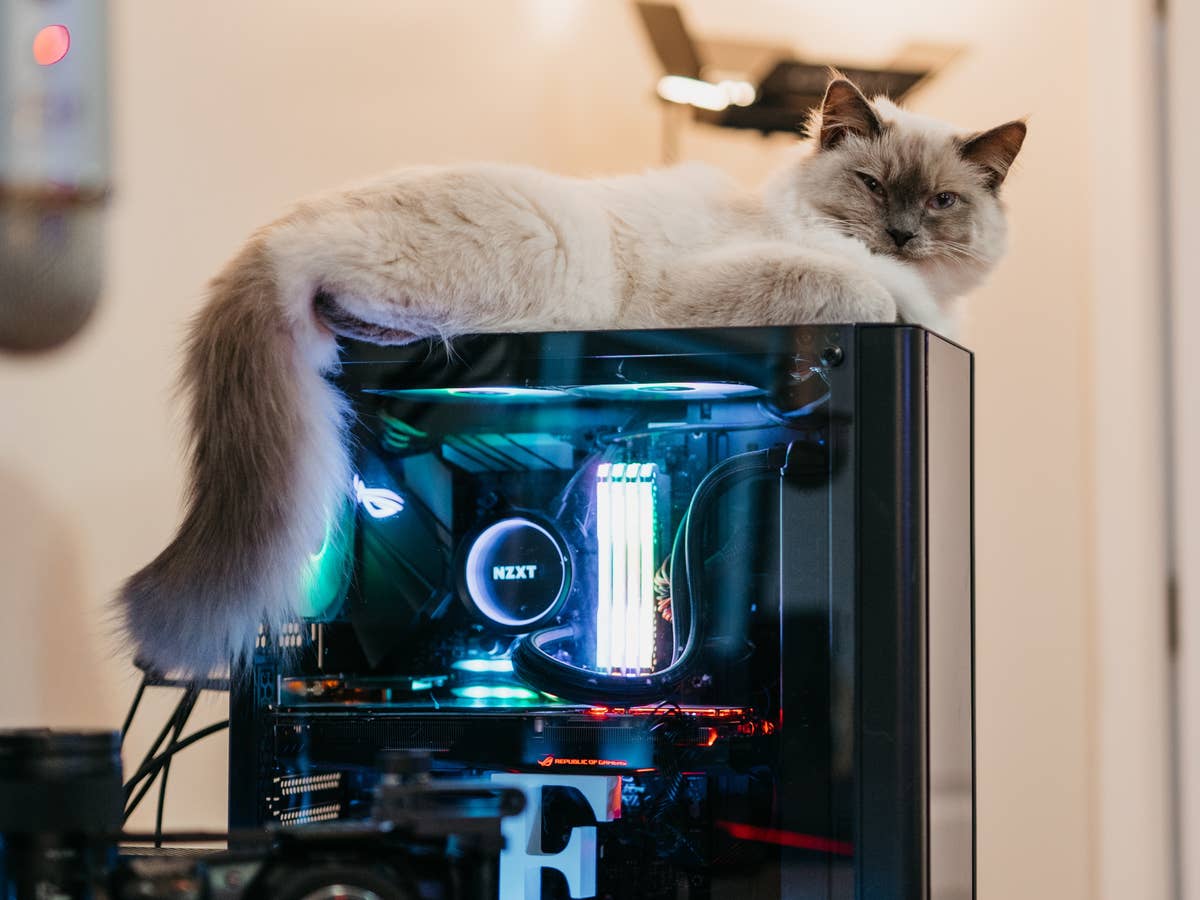 Katze auf einem Computer