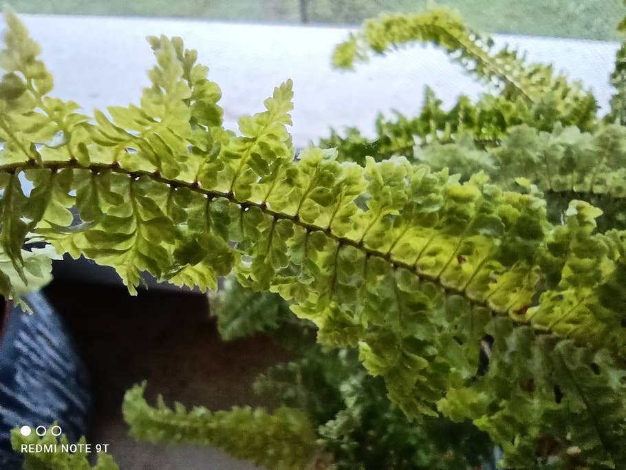 Eine Ultraweitwinkel Kamera gibt es nicht und auch die Makro Kamera kann nicht überzeugen.