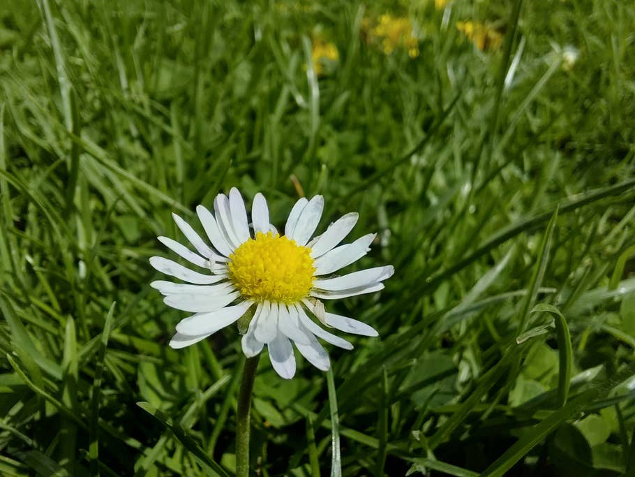 Samsung Galaxy A36 Testfoto Makro