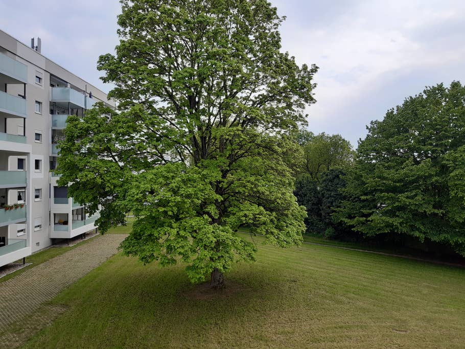 Wohnsiedlung mit Baum in der Mitte