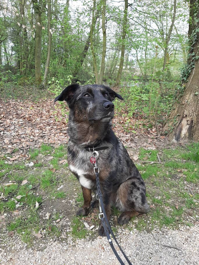 Hier das Foto ohne Bokeh-Effekt. Foto eines Hundes. Der Hintergrund ist scharf.