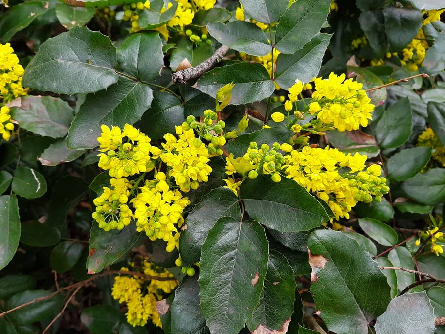 Foto einer Blume. Foto einer Blume.